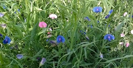 খেসারি ডাল চাষের আধুনিক কৌশল