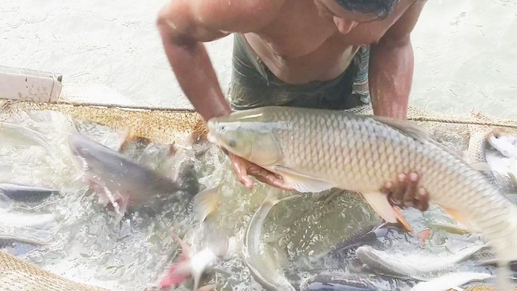 করোনায় মৎস্য সেক্টর