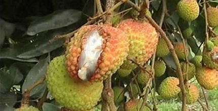 লিচুর ফল ফেটে যাওয়া রোগের বিস্তার, লক্ষণ ও তার প্রতিকার