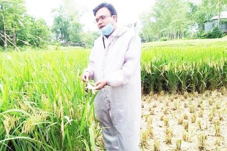 সোস্যাল মিডিয়ায় ভাইরাল:গোপালপুরে কৃষকের পাকা ধান কেটেও আলোচনায় এম.পি