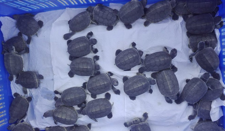 বিলুপ্তপ্রায় বাটাগুর বাসকা