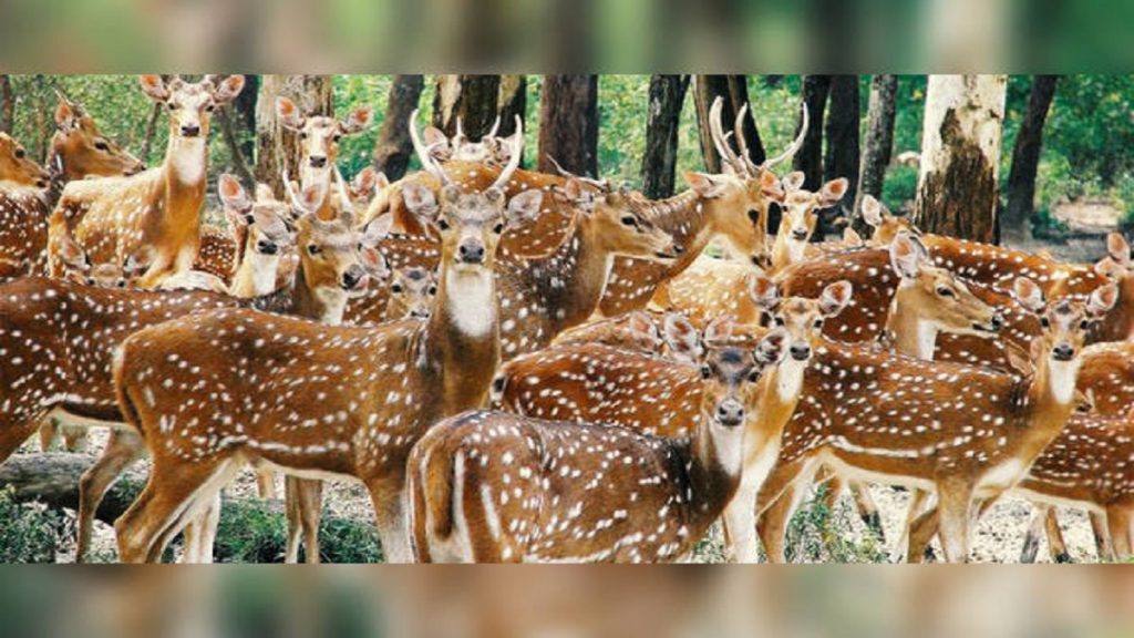 সুন্দরবনে হরিণ