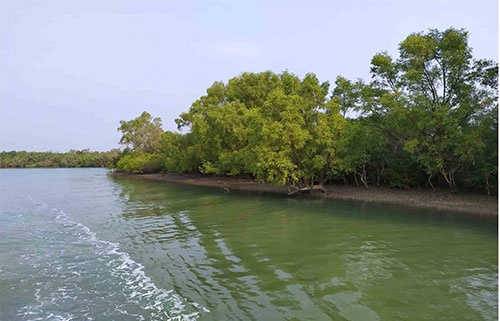 উপকূলবাসী সুন্দরবনের কারণে আবারো রক্ষা পেল