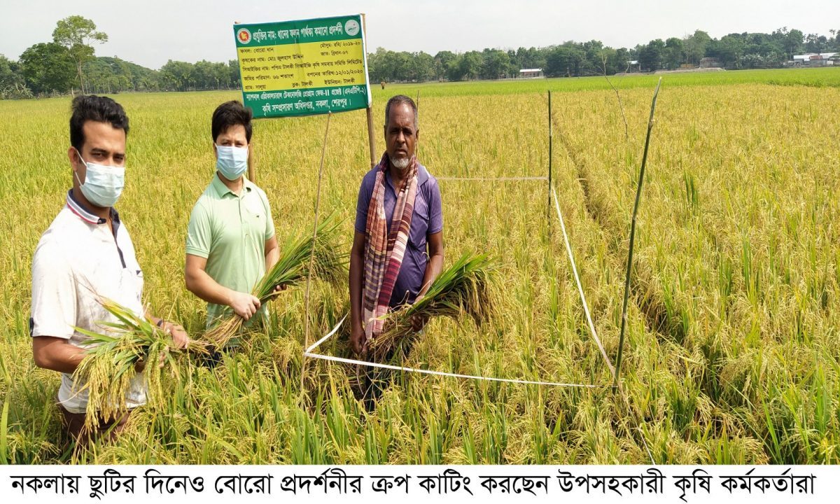 নকলায় বোরো ধানের বাম্পার ফলন : চাল উৎপাদনের লক্ষ্যমাত্রা ৫৮হাজার মেট্রিকটন