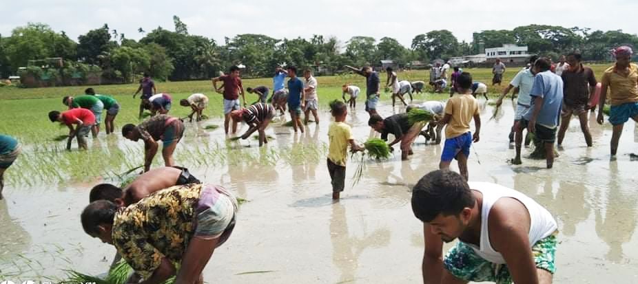 শেরপুরের নকলায় স্বেচ্ছাশ্রমে আউশ ধান রোপন