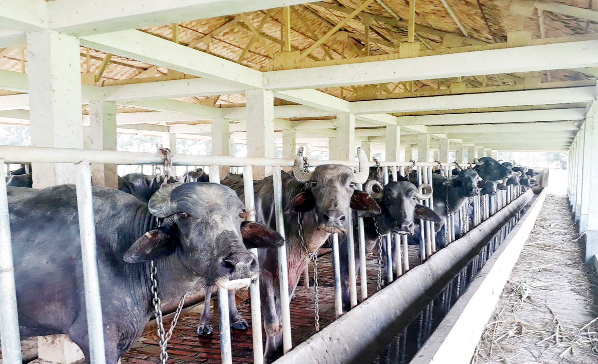 মহিষ প্রজনন কেন্দ্রের সেড নির্মানের কাজের টেন্ডারে দুর্নীতি ও অনিয়মের অভিযোগ