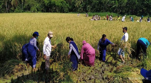 শিক্ষা বোর্ডের চেয়ারম্যান শিক্ষক-শিক্ষার্থীদের নিয়ে ধান কাটলেন