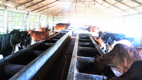 কোরবানির গরু নিয়ে