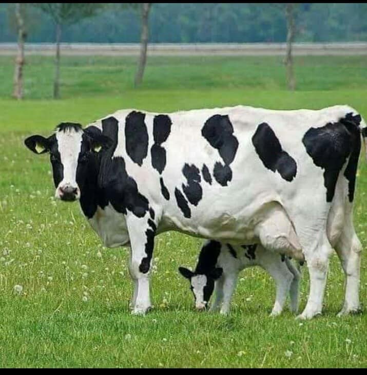 নতুন গরু খামারী যাদের মূলধন লাখের নিচে তাদের যা করতে হবে