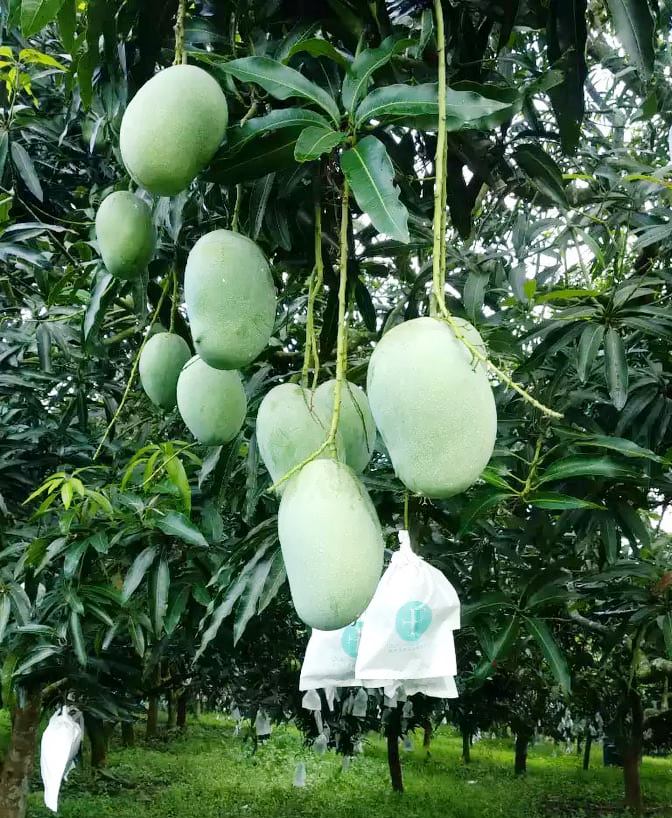 নানিয়ারচরের আম রপ্তানি হচ্ছে বিদেশে