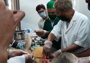 রাজশাহীতে গুরুতর আহত একটি মুখপোড়া হনুমান উদ্ধার