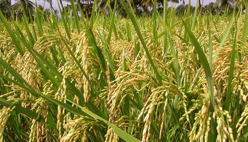 রংপুর অঞ্চলে জনপ্রিয় হচ্ছে আউশ ধানের চাষ