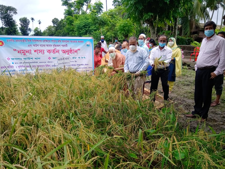 বরিশালে আউশের নমুনা শস্যকর্তন অনুষ্ঠিত