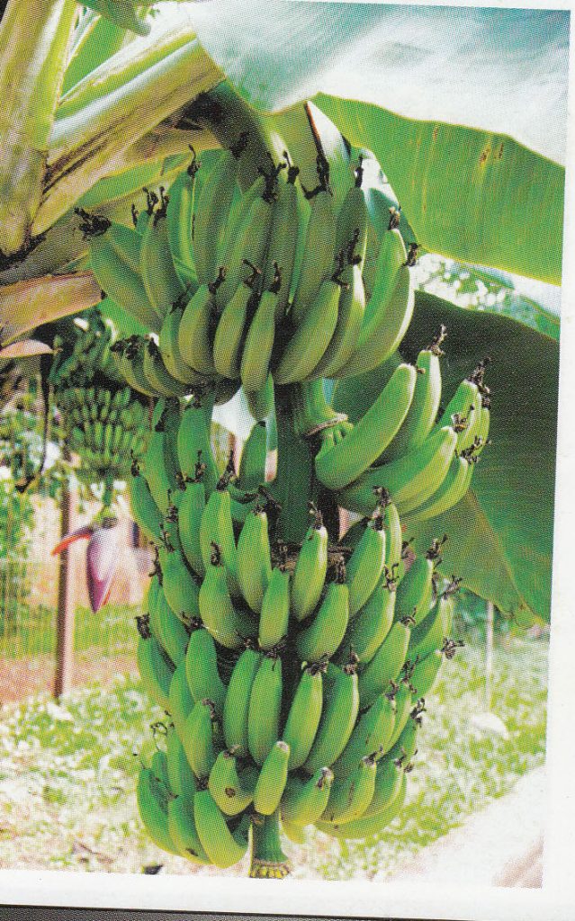 কলা বাগানের যত্নআত্তি