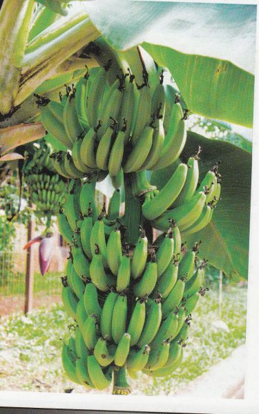 বন্যার পর কলা বাগানের যত্ন আত্তি ও রোগবালাই দমন