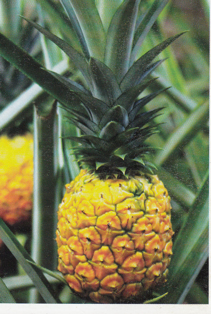 পুষ্টিগুণে ভরা আনারস, চাষ করা যায় বারো মাস