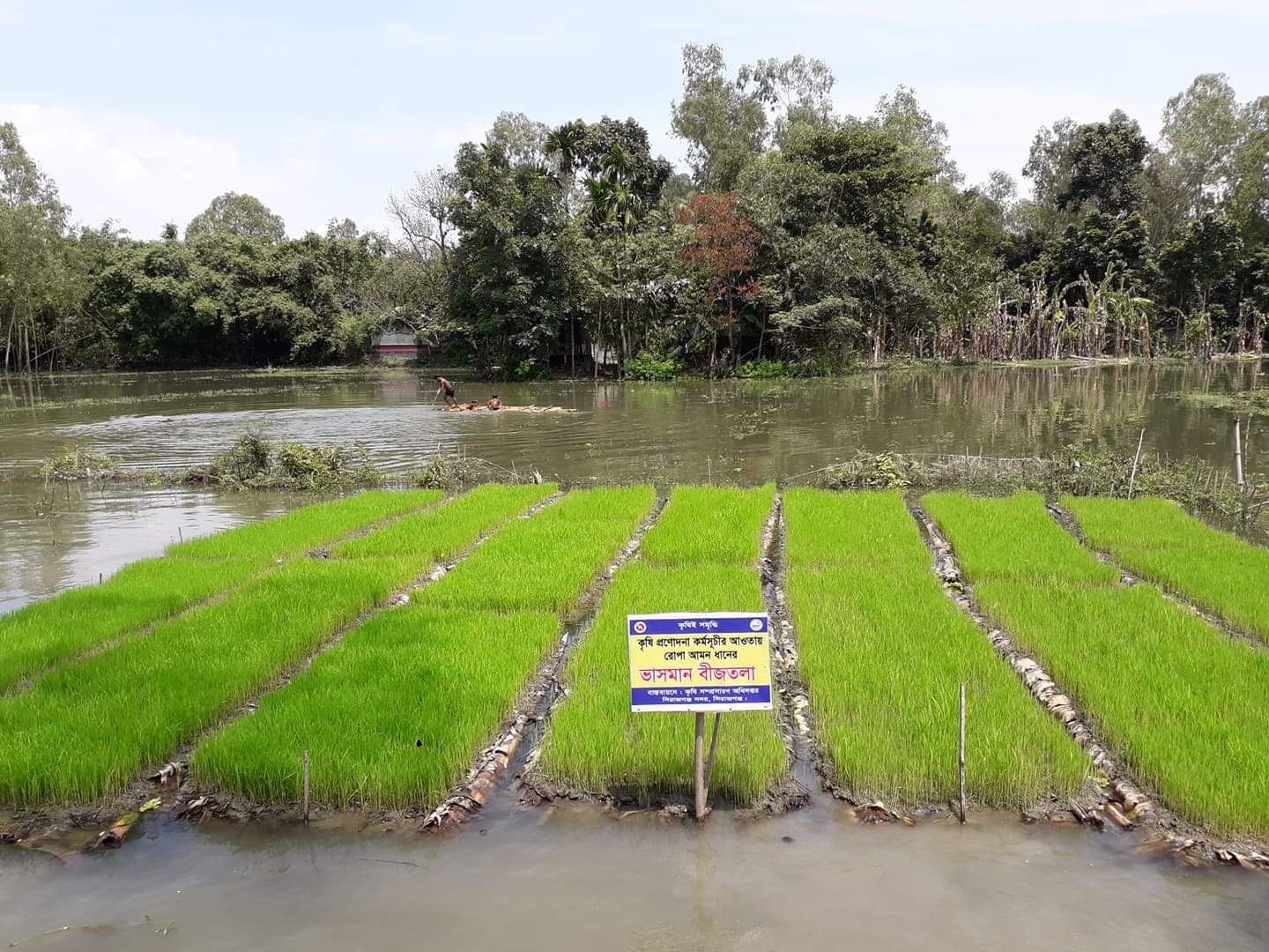 সিরাজগঞ্জ সদরে প্রণোদনা কর্মসূচীর কমিউনিটি, ভাসমান ও ট্রেতে বীজতলা স্থাপন