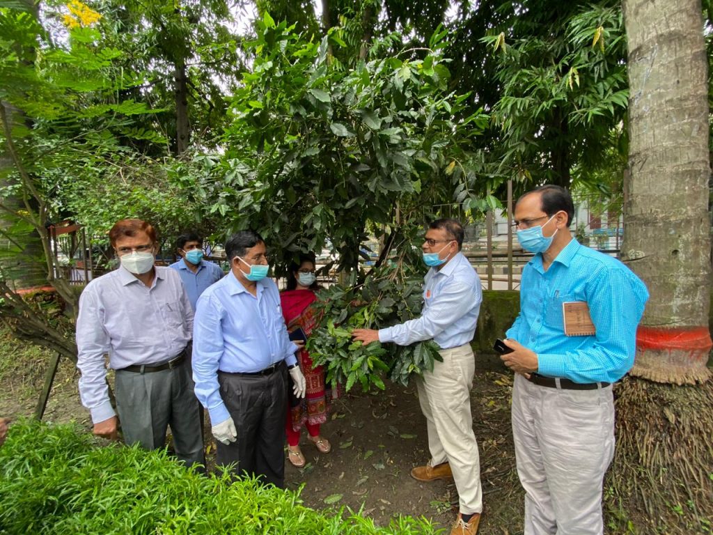 অপ্রচলিত ফলের চারা