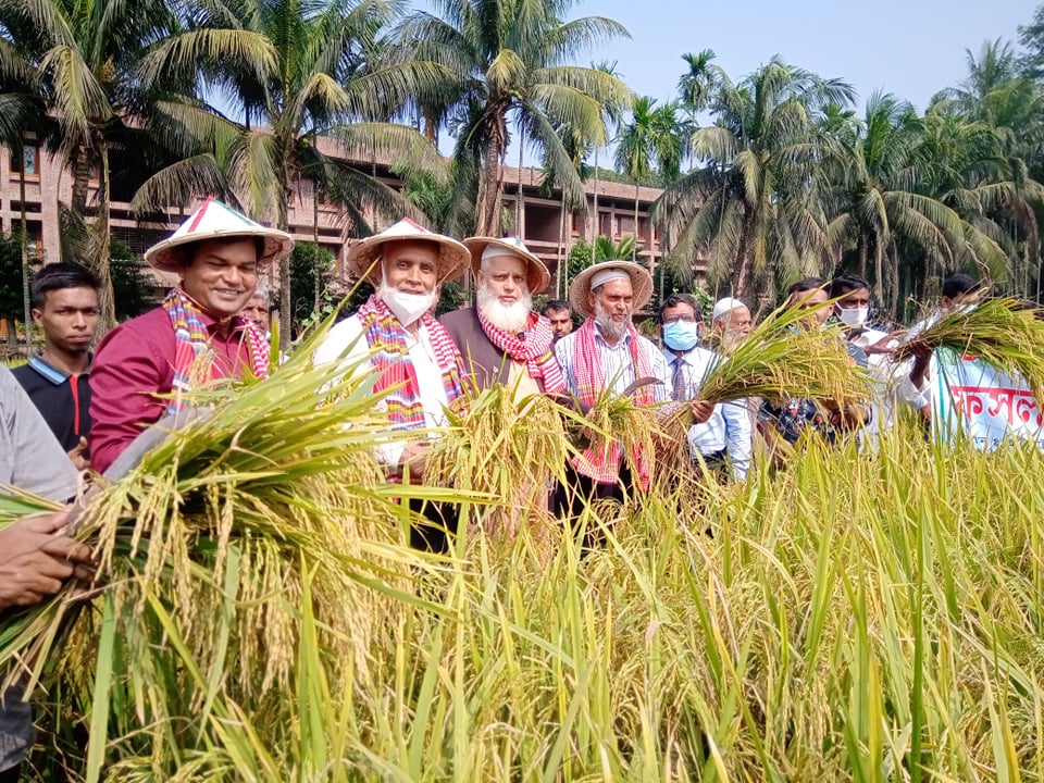 বরিশালের রহমতপুরে ব্রি ধান৮৭’র ওপর মাঠদিবস অনুষ্ঠিত