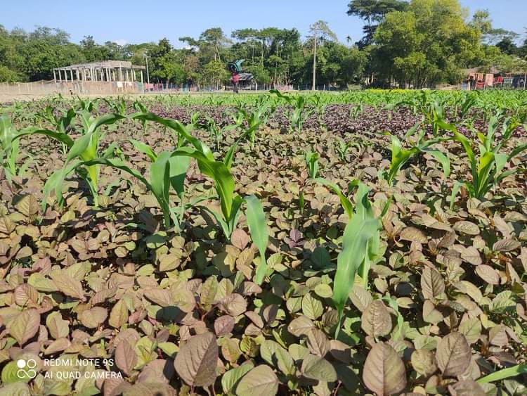 সিলেট কৃষি বিশ্ববিদ্যালয়ের