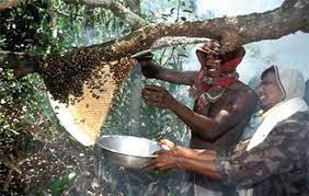 সুন্দরবনে মধু আহরণ মৌসুম শুরু ১ হাজার ৪০০ কুইন্টাল লক্ষ্যমাত্রা
