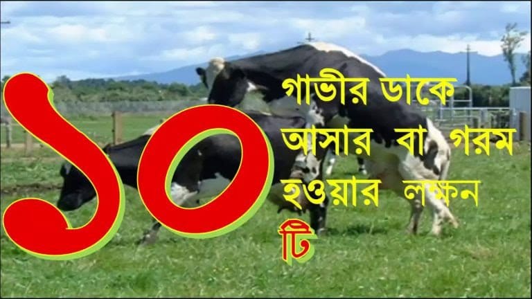 গাভী ডাকে