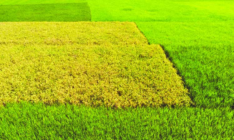 জাতীয় বাজেট ২০২২-২৩: শুধু কৃষিখাতে বরাদ্দ বেড়েছে ৯৩৫৩ কোটি টাকা