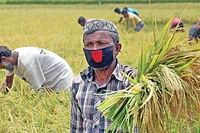 জাতীয় বাজেটে কৃষি খাতে সর্বোচ্চ বরাদ্দ প্রয়োজন