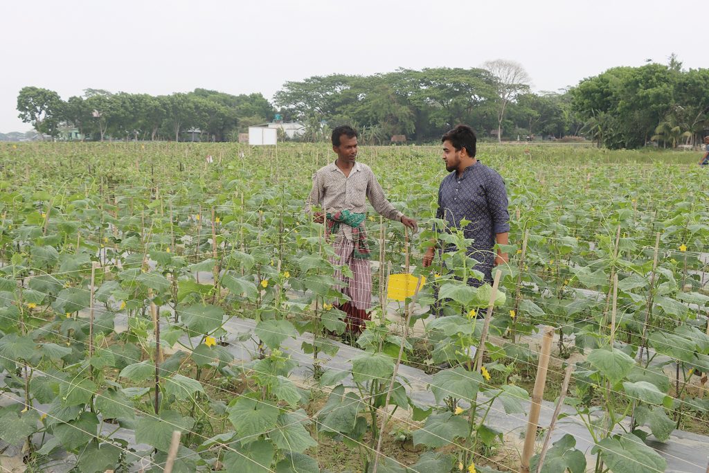 সেক্স ফেরোমন ফাঁদ, হলুদ বোর্ড